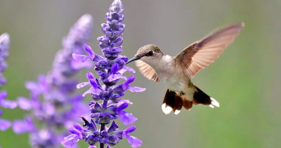 Hummingbird Salvia