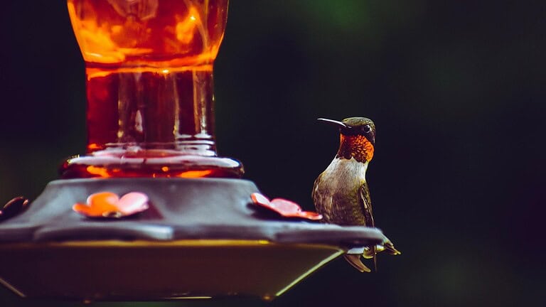 18 Ways to Create a Hummingbird-Friendly Landscape