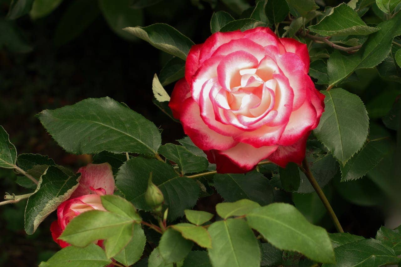 Close-up of a blooming two-toned rose, white center with pink edges, surrounded by green leaves, natural lighting