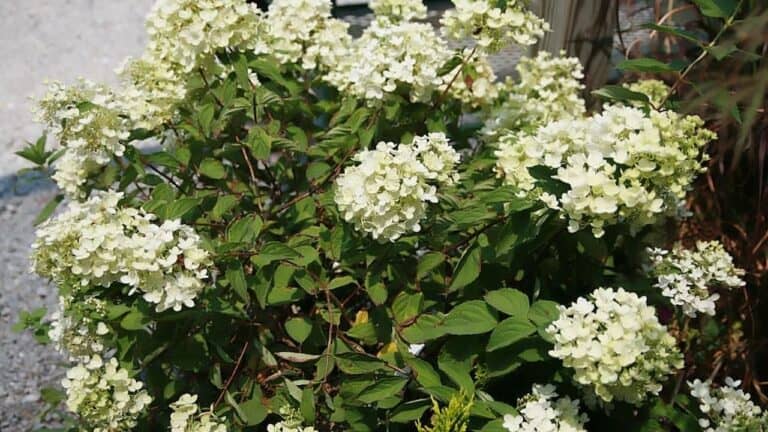 Flowering shrub with clusters of creamy white Pee Gee Hydrangea blooms growing against a light-colored wall with green foliage
