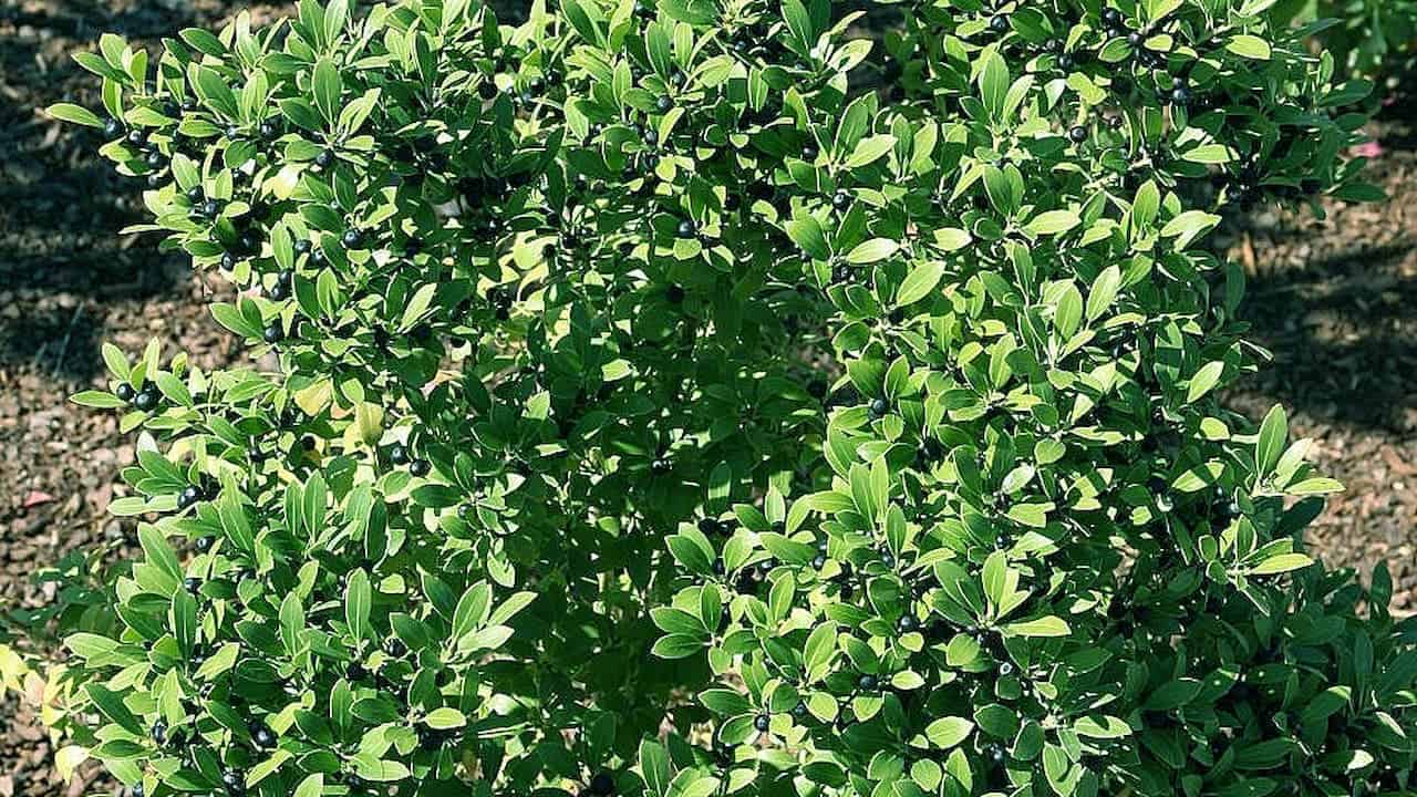 Dense Inkberry Holly evergreen shrub with small oval-shaped glossy green leaves growing in a compact form on brown soil