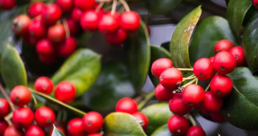 Bright red berries, glossy green leaves, close-up of Japanese holly shrub