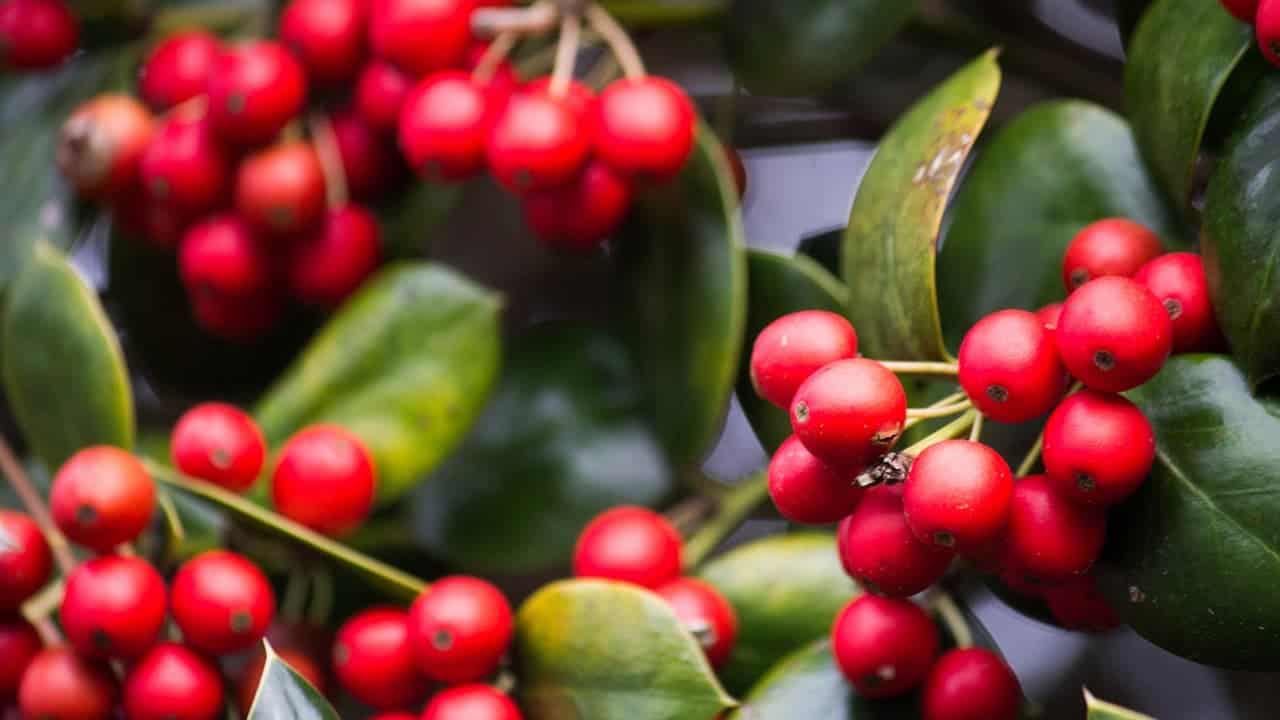 Bright red berries, glossy green leaves, close-up of Japanese holly shrub