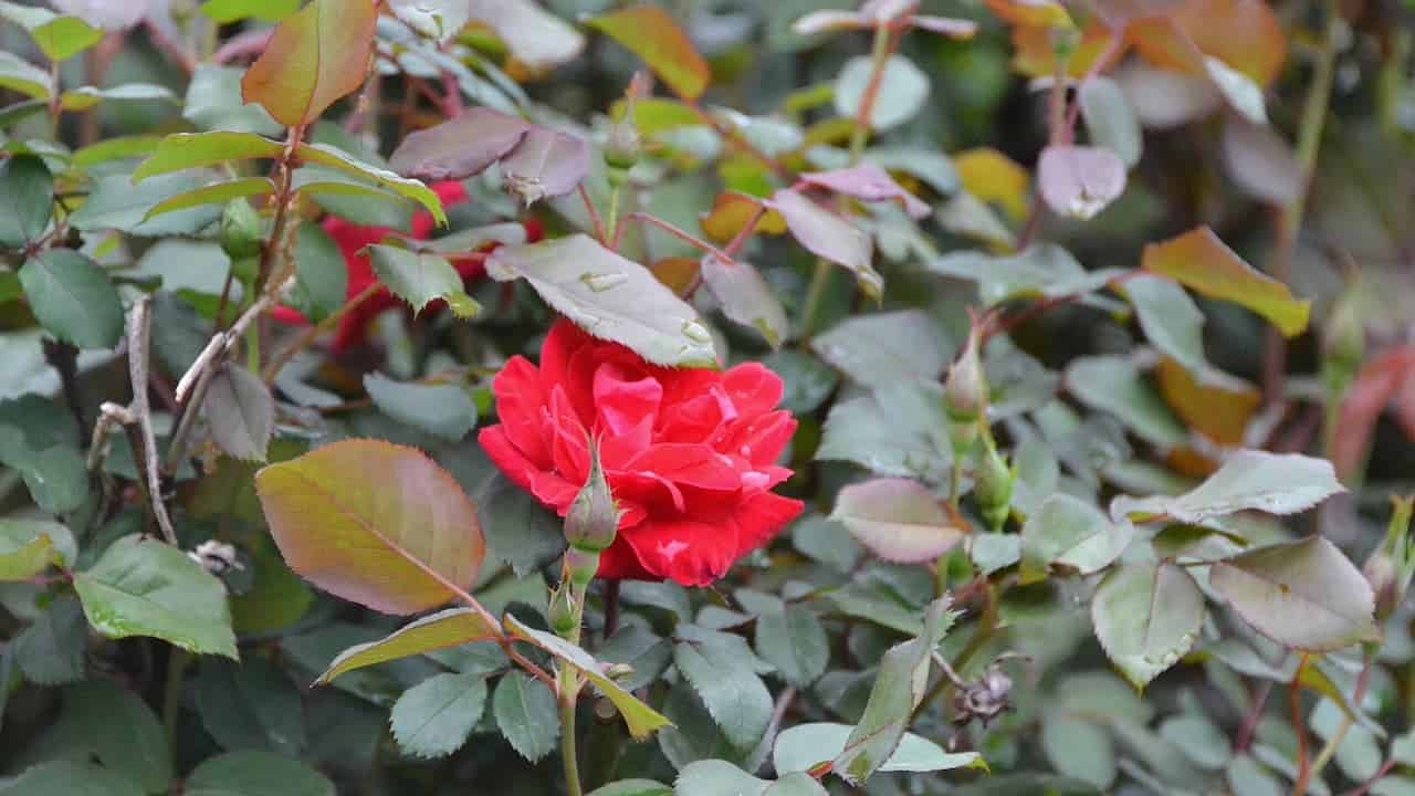 Bright red rose in full bloom centered among dense green foliage. Serrated leaves with reddish edges surround the flower, and a green rosebud is visible below the main bloom