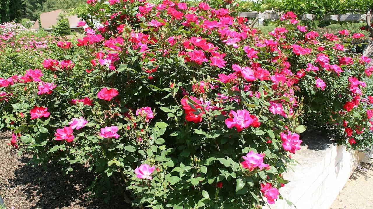 Vibrant pink rose bushes in full bloom growing in a raised circular white planter. The lush green foliage is covered with numerous bright pink flowers, creating a colorful display in a sunny garden setting