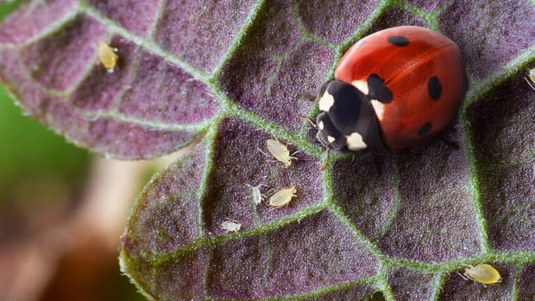Lady Bug Aphids with black spots crawling on purple leaf surface with visible green veins and small aphids nearby