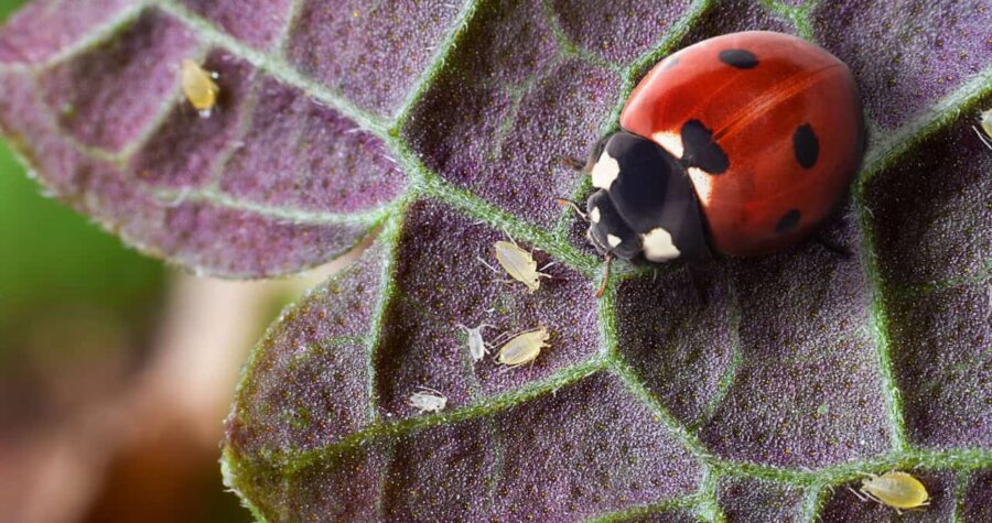 Lady Bug Aphids with black spots crawling on purple leaf surface with visible green veins and small aphids nearby