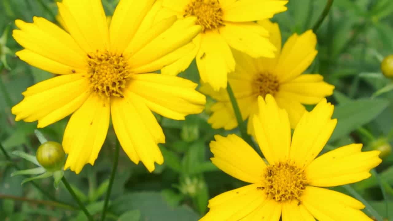 Bright yellow Lanceleaf Coreopsis flowers with golden centers blooming among green foliage in natural garden setting