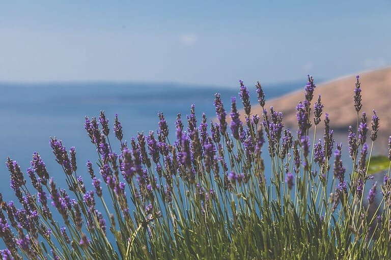Lavender flowers growing on coastal hillside, purple blooms in foreground with blue ocean and distant shoreline visible in blurred background, clear blue sky above