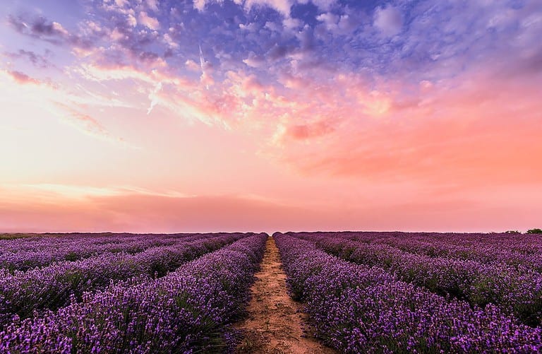 Expansive lavender field with neat rows and dirt path down center, dramatic sunset sky with pink and purple hues, horizon stretching to distant tree line, vibrant purple blooms in foreground