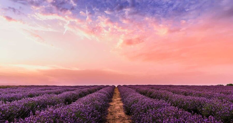 Expansive lavender field with neat rows and dirt path down center, dramatic sunset sky with pink and purple hues, horizon stretching to distant tree line, vibrant purple blooms in foreground