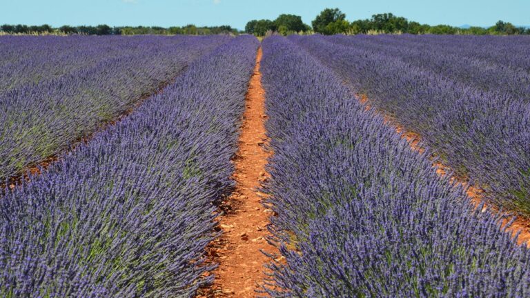 Expansive lavender field with neat rows and reddish-brown dirt path down center, vibrant purple blooms against blue sky, distant tree line on horizon, Mediterranean agricultural landscape