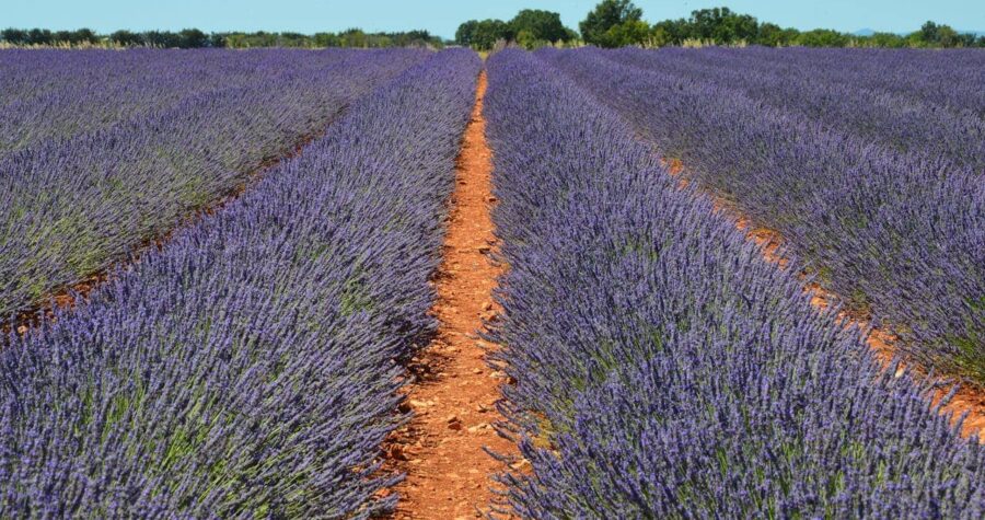 Expansive lavender field with neat rows and reddish-brown dirt path down center, vibrant purple blooms against blue sky, distant tree line on horizon, Mediterranean agricultural landscape