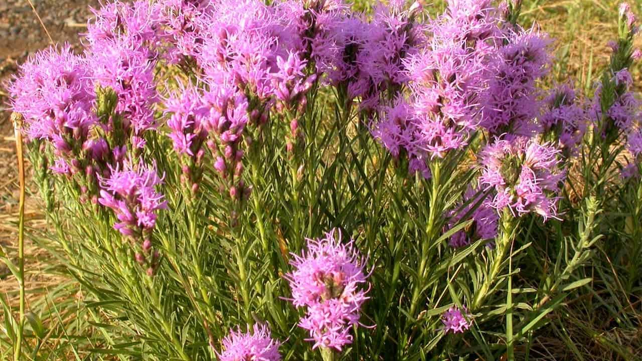 Dotted Blazing Star (Liatris punctata) flowers with feathery blooms growing densely on thin green stems against dry grassy background