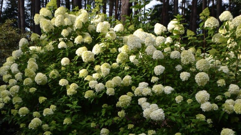 Limelight Hydrangea