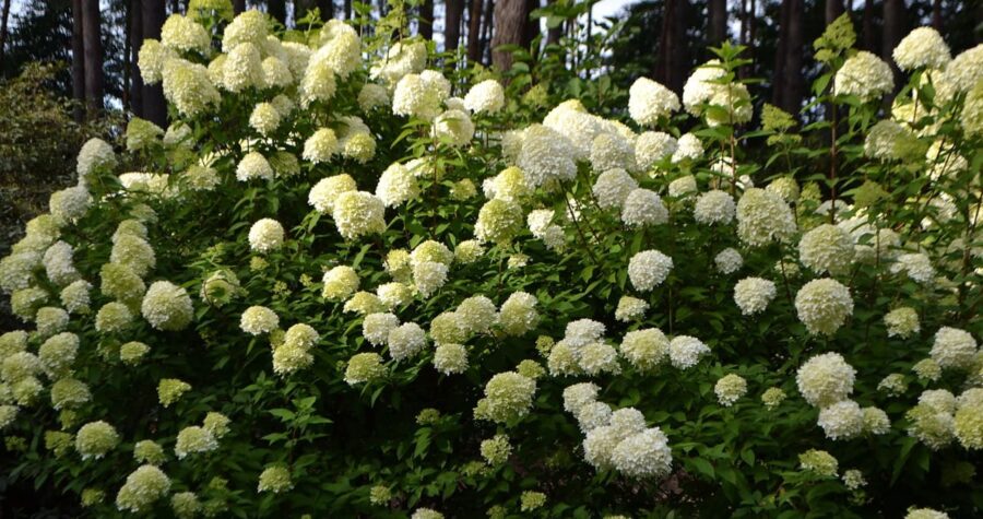 Limelight Hydrangea
