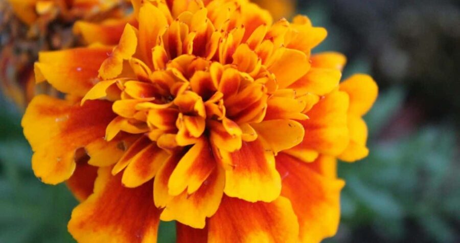 Marigolds