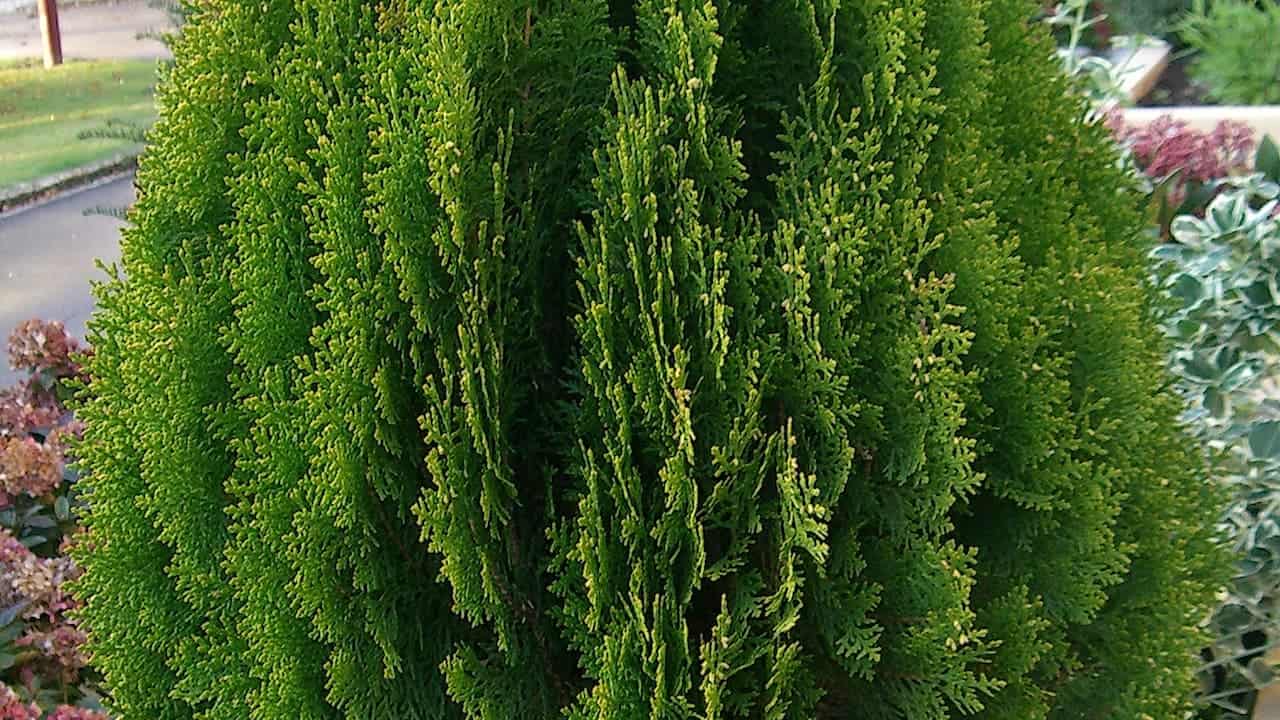Dense Eastern Red Cedar evergreen shrub with bright green foliage in landscaped garden setting, likely arborvitae or cypress variety
