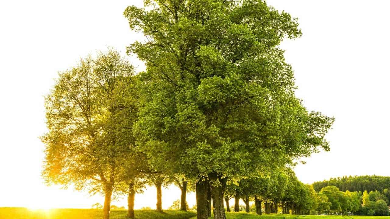 Oak trees
