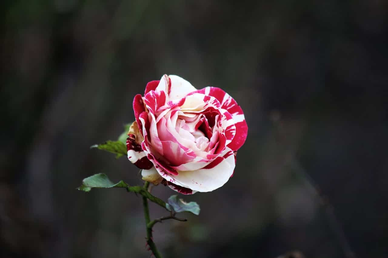 Single striped rose with white petals dramatically streaked with red, partially open bloom against dark blurred background, green stem with small leaves visible, artistic portrait-style photography