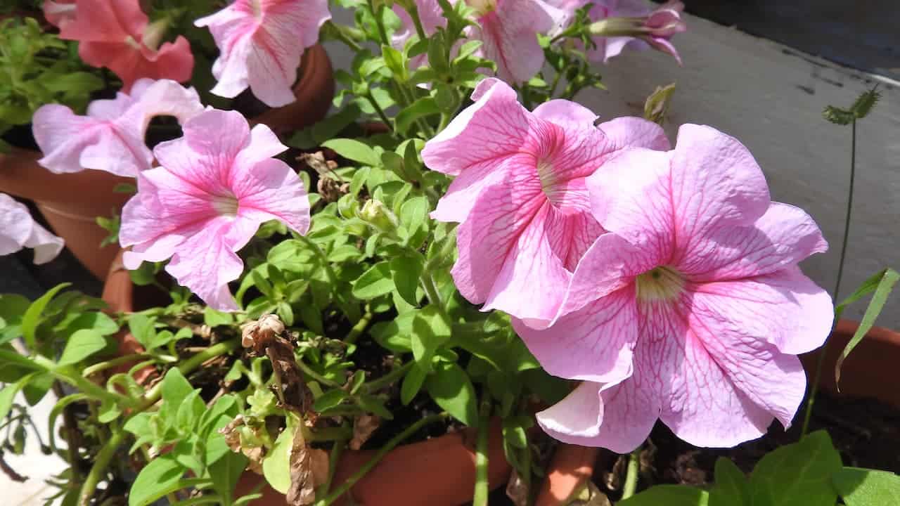 Pink Supertunia Vista Bubblegum Petunia with dark veined patterns growing in terracotta pots on concrete surface, displaying blooms in bright sunlight