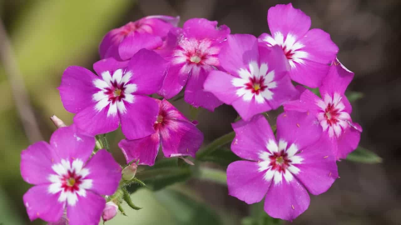 Cluster of vivid pink South African Phlox flowers with white star-shaped centers and red accents, set against a blurred background