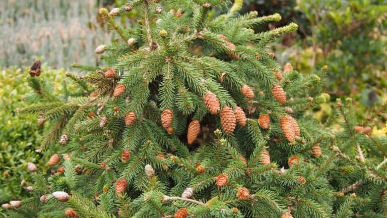 A dense evergreen shrub with vibrant green needles and numerous brown pine cones hanging from its branches