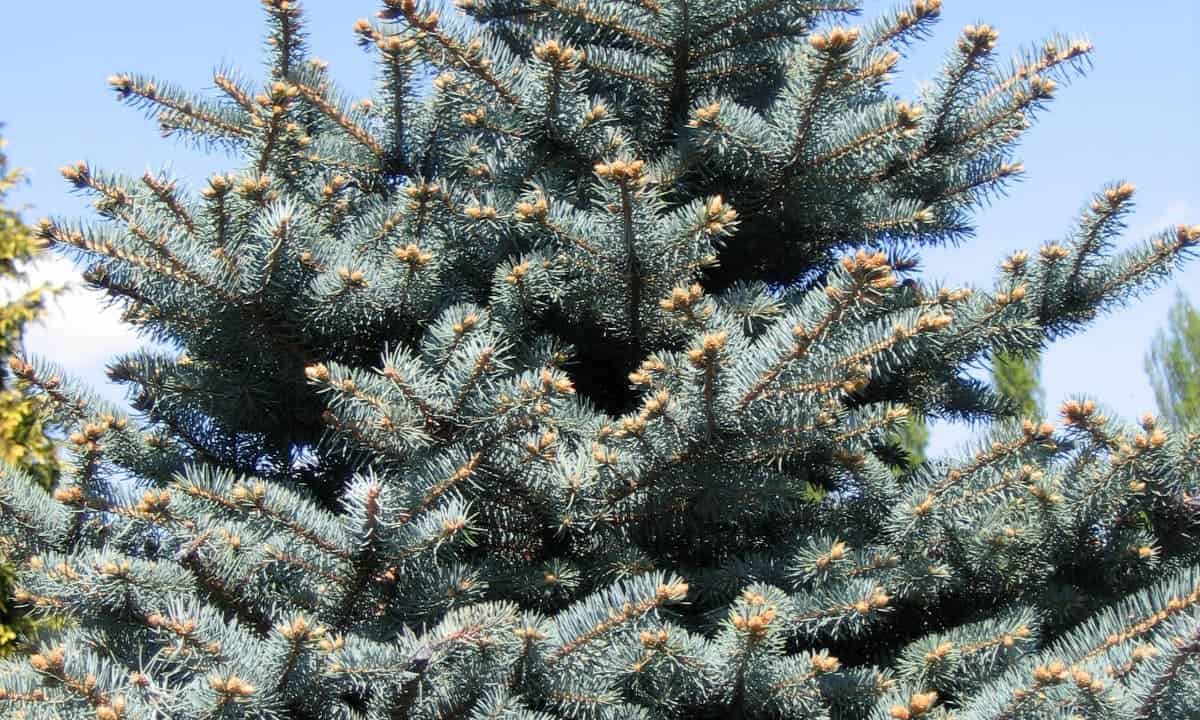 Blue spruce tree with silvery-blue needles and new light brown growth tips against clear blue sky on sunny day
