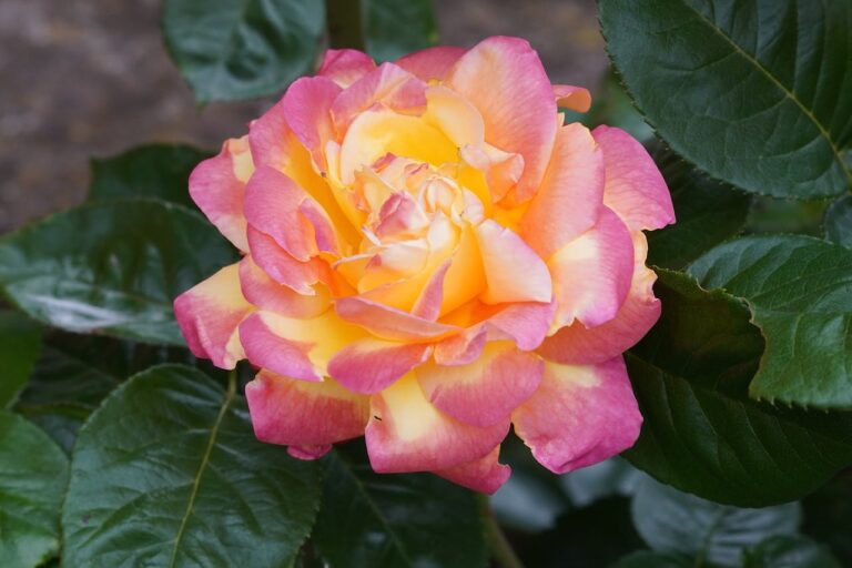 Close-up of a bicolor rose with yellow center gradually transitioning to pink-edged petals, fully bloomed against dark green rose leaves