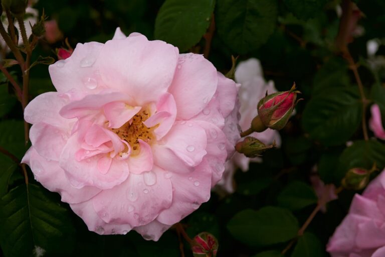 Delicate pink rose with water droplets, fully bloomed with yellow center, rose bud visible to right, green leaves in background