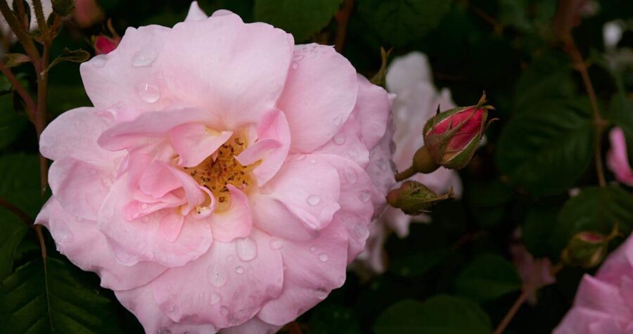 Delicate pink rose with water droplets, fully bloomed with yellow center, rose bud visible to right, green leaves in background