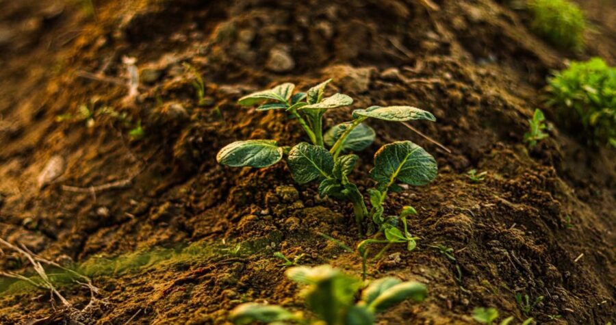 Planting cucumbers next to potatoes
