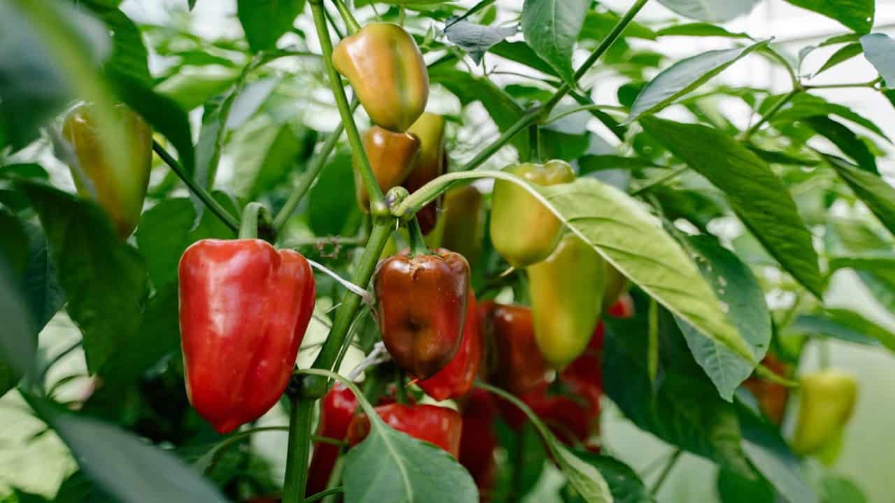 Planting peppers next to fennel