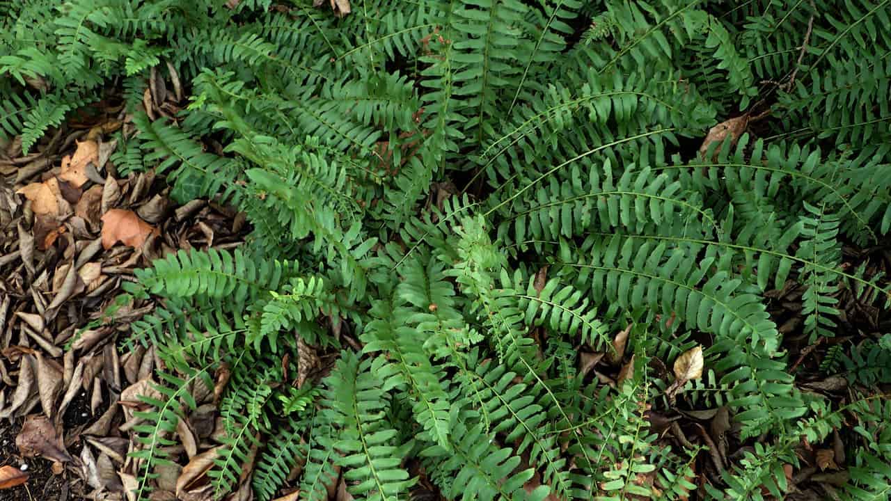 Dense Christmas fern plants with pinnate fronds growing among dry brown fallen leaves on forest floor in natural setting