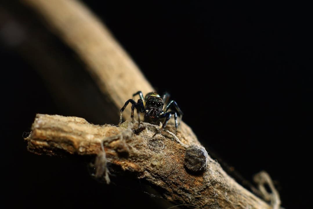 Predators drawn to illuminated areas