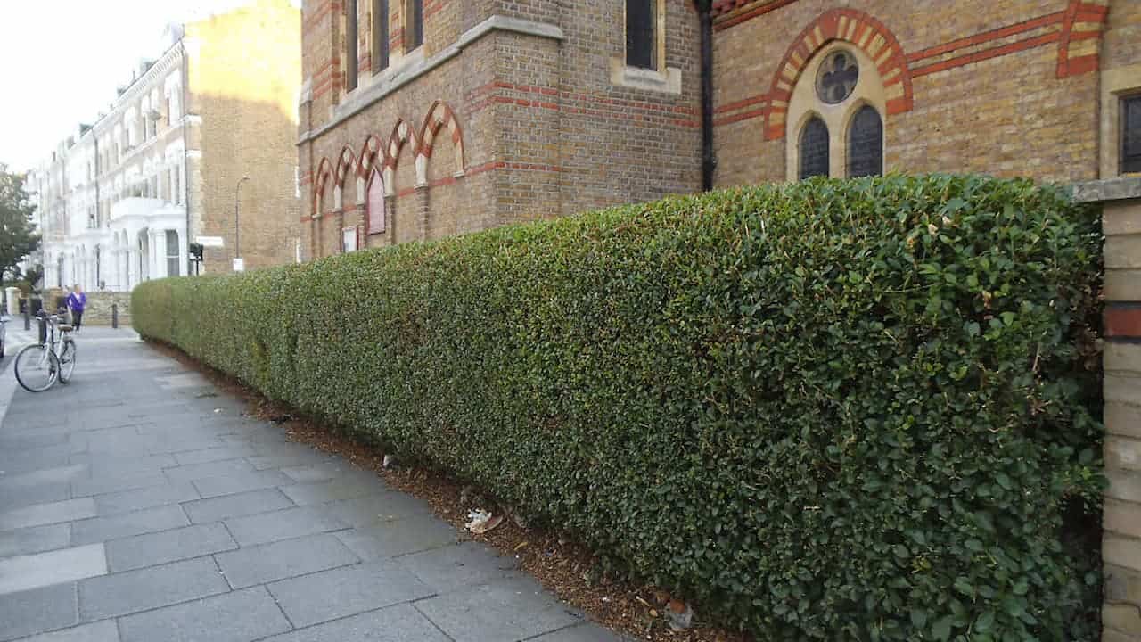 Well-trimmed Privet Hedge along brick church with Gothic windows and pavement. Victorian buildings visible down street with cyclist in distance