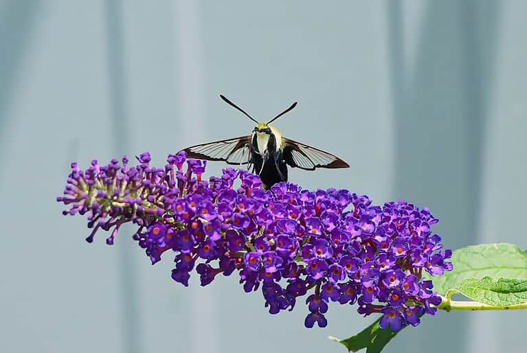Hummingbird moth or clearwing hawk moth with black and yellow body hovering on vibrant purple butterfly bush flower cluster, wings spread, against light blue background