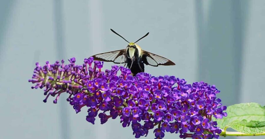 Hummingbird moth or clearwing hawk moth with black and yellow body hovering on vibrant purple butterfly bush flower cluster, wings spread, against light blue background