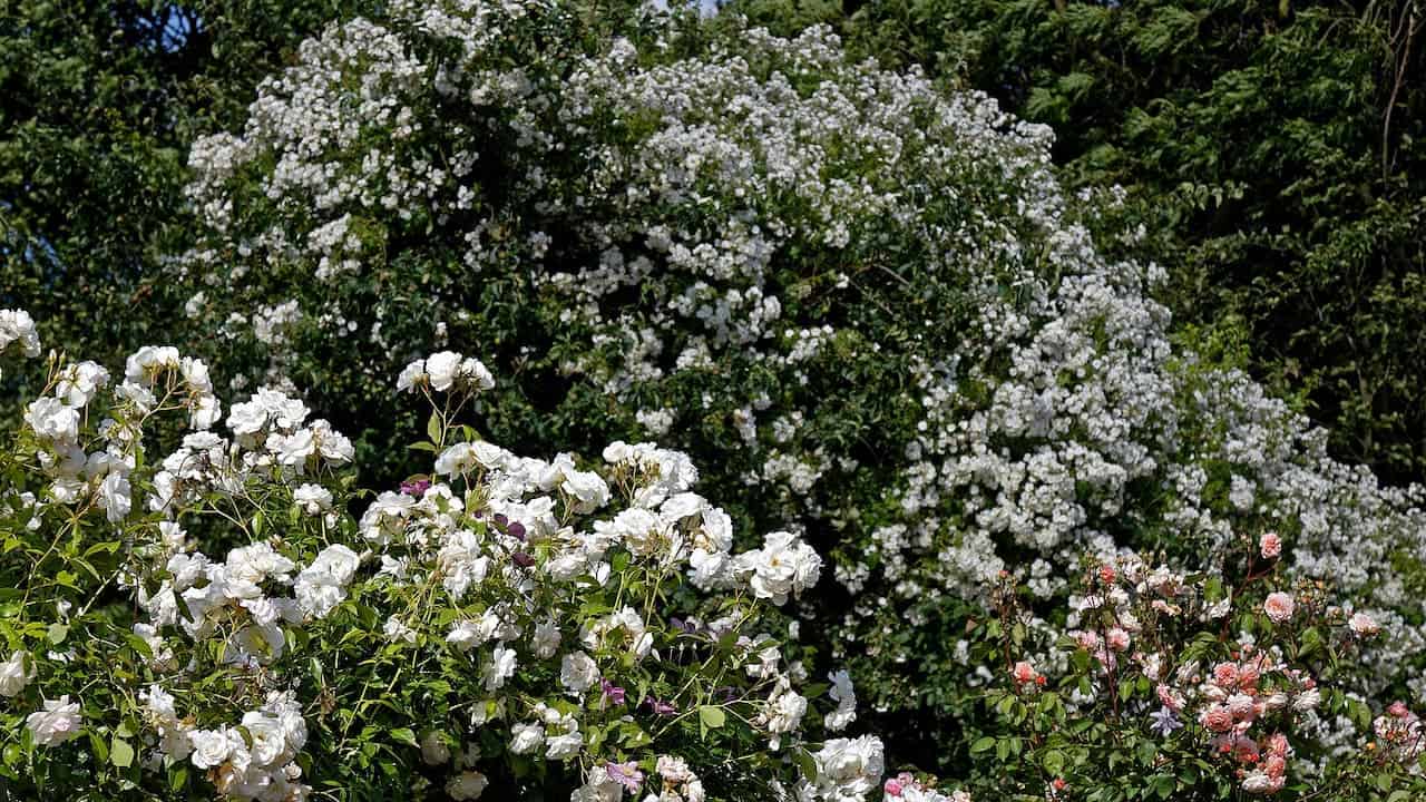 Lush garden with abundant white climbing roses covering a large shrub or trellis, smaller white rose bushes in foreground, pale pink roses visible at bottom right, dense green foliage throughout, sunny day