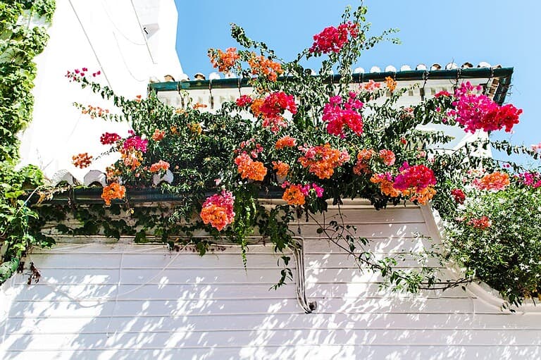 Vibrant bougainvillea with pink and orange blossoms cascading over a white building facade, green vines growing along roof edge, clear blue sky overhead, Mediterranean-style architecture with dappled shadows on wall