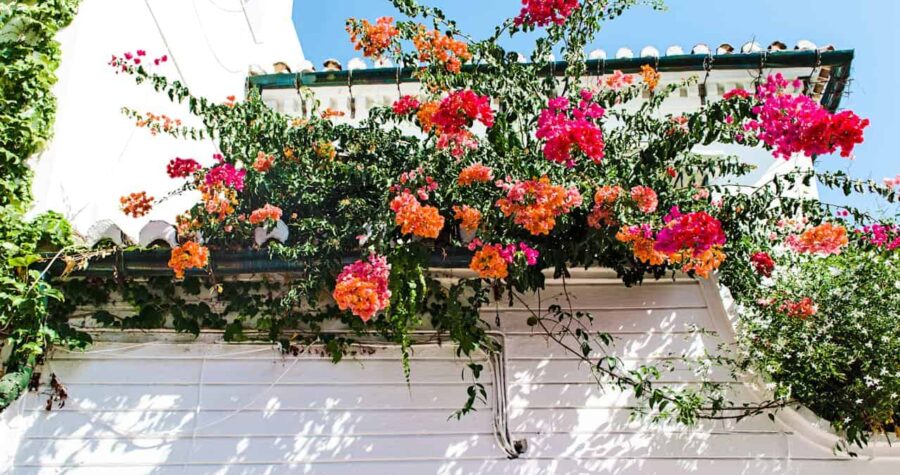 Vibrant bougainvillea with pink and orange blossoms cascading over a white building facade, green vines growing along roof edge, clear blue sky overhead, Mediterranean-style architecture with dappled shadows on wall
