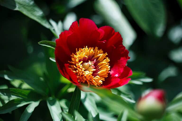 Close-up of vibrant red peony flower with bright yellow stamen cluster in center, surrounded by green foliage with another unopened bud visible in background