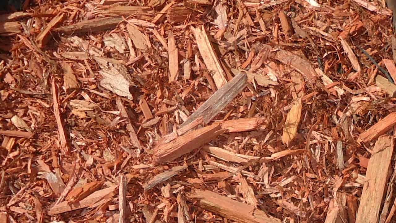 Close-up of Cedar Mulch with varying sizes of shredded cedar chips spread across ground surface