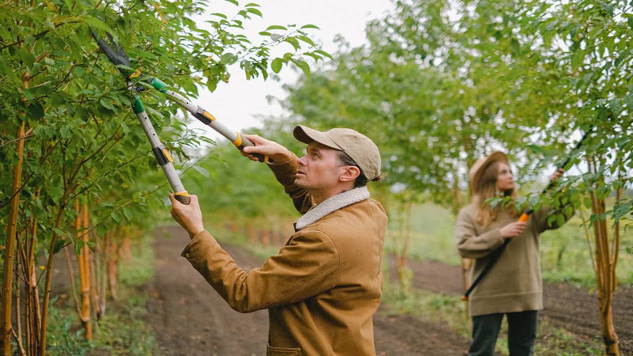 Person in brown/tan clothing using long pole pruner to trim high tree branches, green foliage surrounding