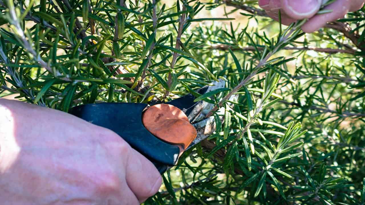 Hand holding pruning shears cutting green plant stems with dense foliage in background