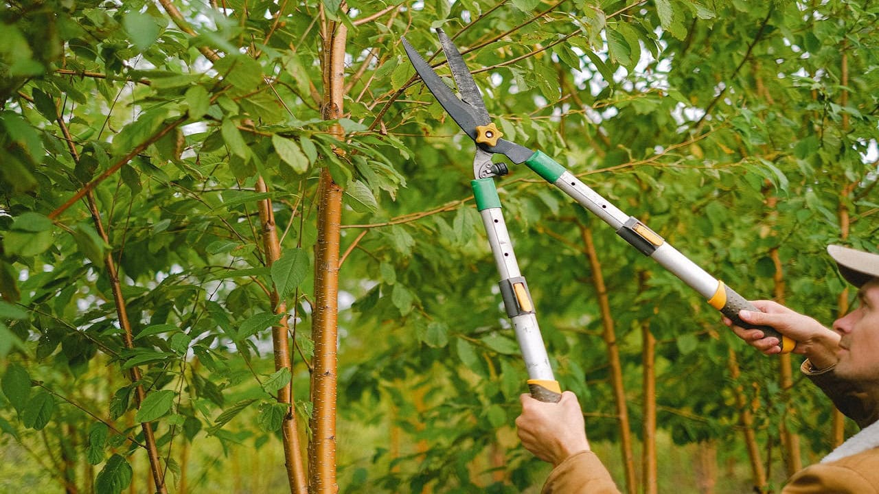 Hand holding long-handled pruning shears or lopper cutting high tree branches with green foliage