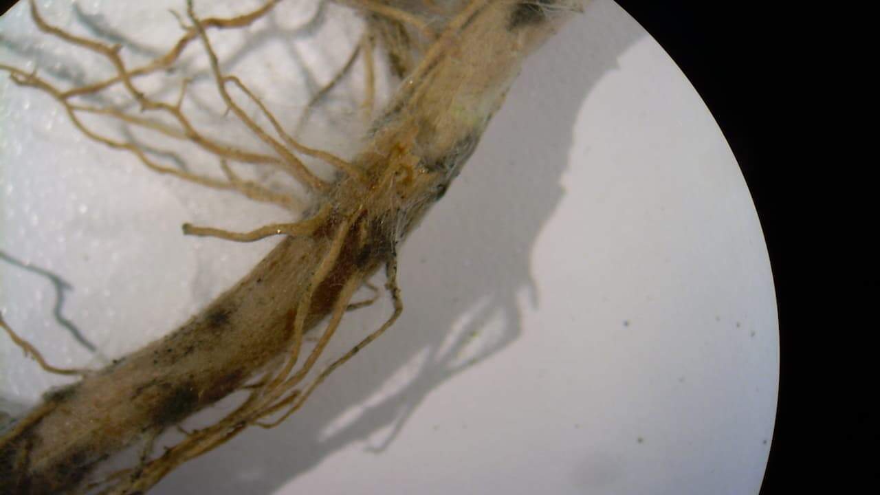 Plant root with visible rot placed in a white bowl, brown and decayed areas on the root, close-up view, indoor setting