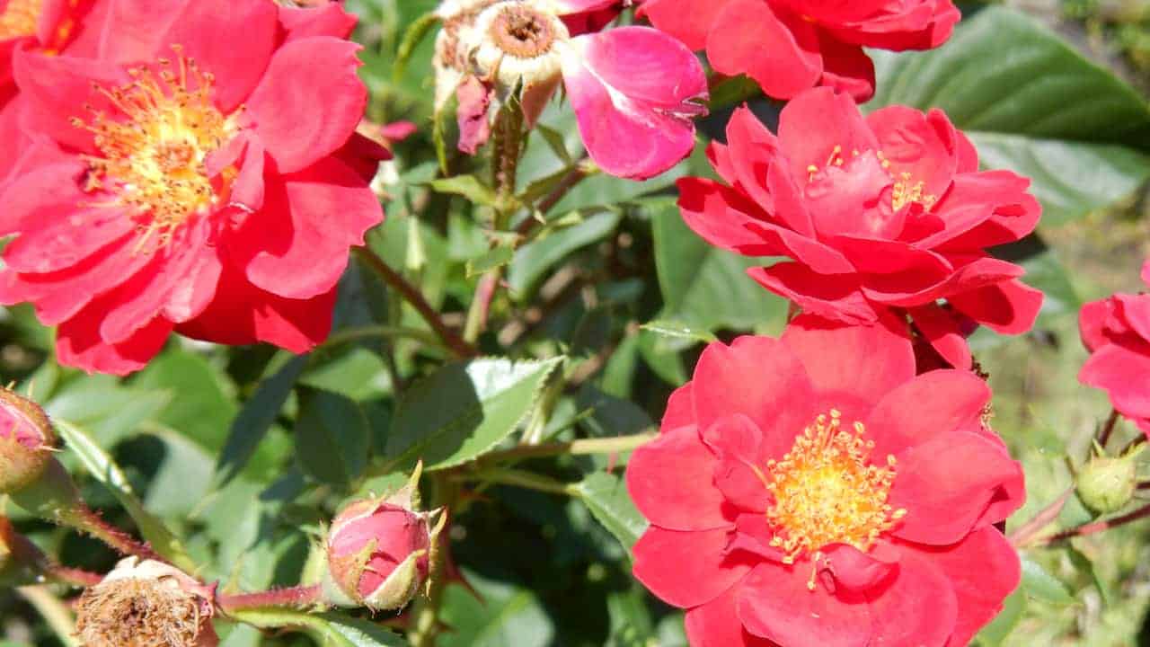 Bright red Oso Easy Urban Legend roses in full bloom, with golden-yellow centers