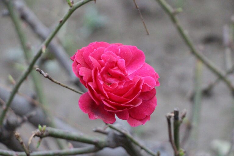 A vibrant hot pink rose in full bloom centered against a blurred gray-green background. Bare stems and branches frame the flower, creating a stark contrast with the bright blossom