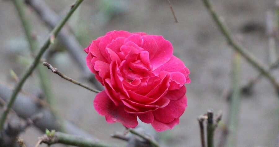 A vibrant hot pink rose in full bloom centered against a blurred gray-green background. Bare stems and branches frame the flower, creating a stark contrast with the bright blossom